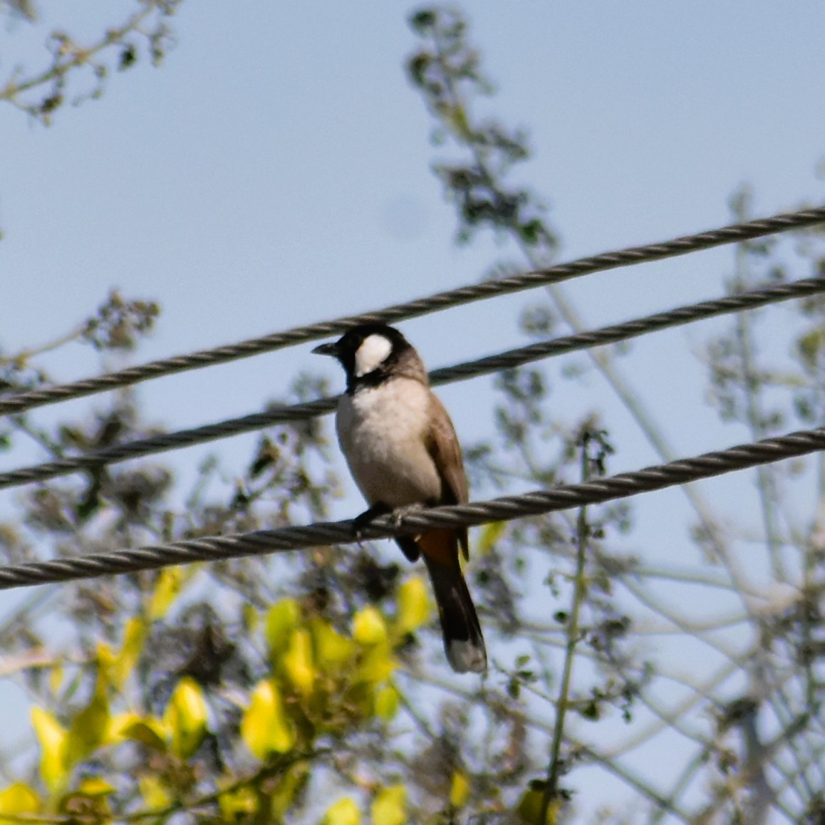 White-eared Bulbul - ML631303826
