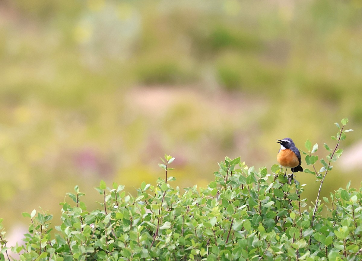 White-throated Robin - ML631303862