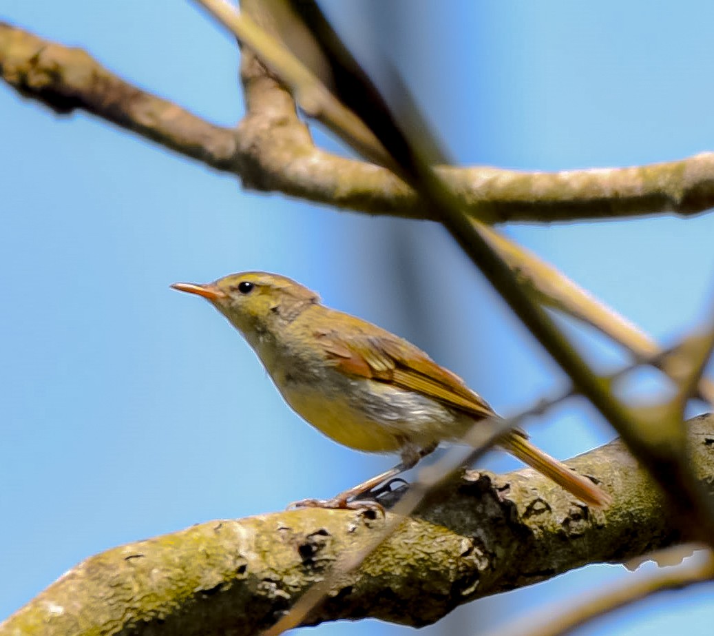 Tickell's Leaf Warbler (Tickell's) - ML631303974