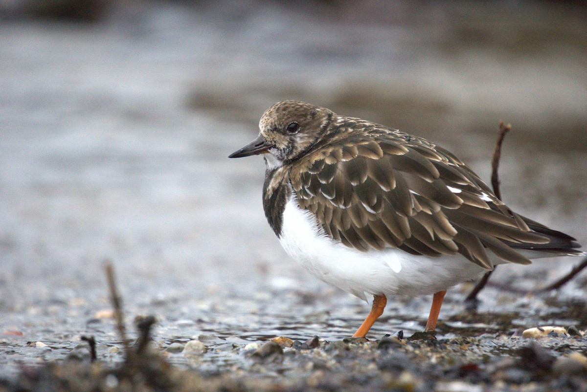 Ruddy Turnstone - ML631304005