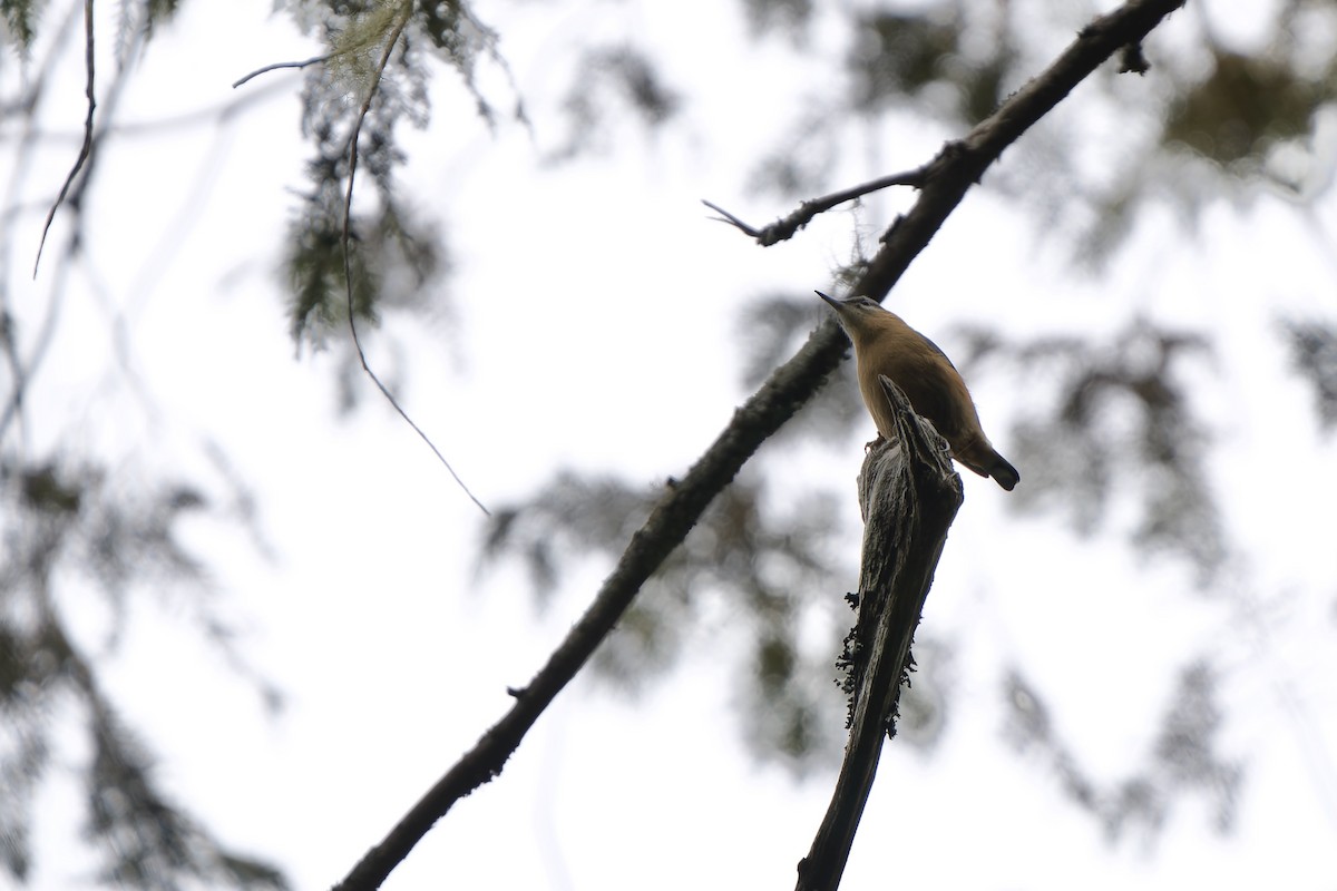Eurasian Nuthatch (Chinese) - ML631304026