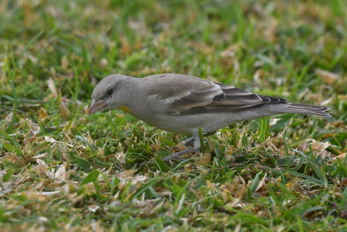 Gorrión Cuelligualdo - ML631304074