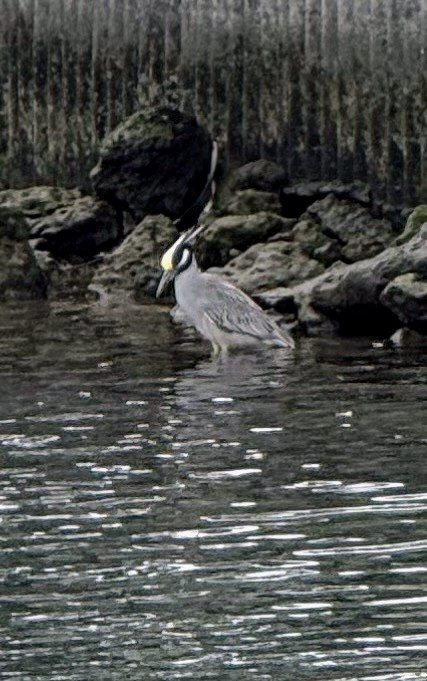 Yellow-crowned Night Heron - ML631304254