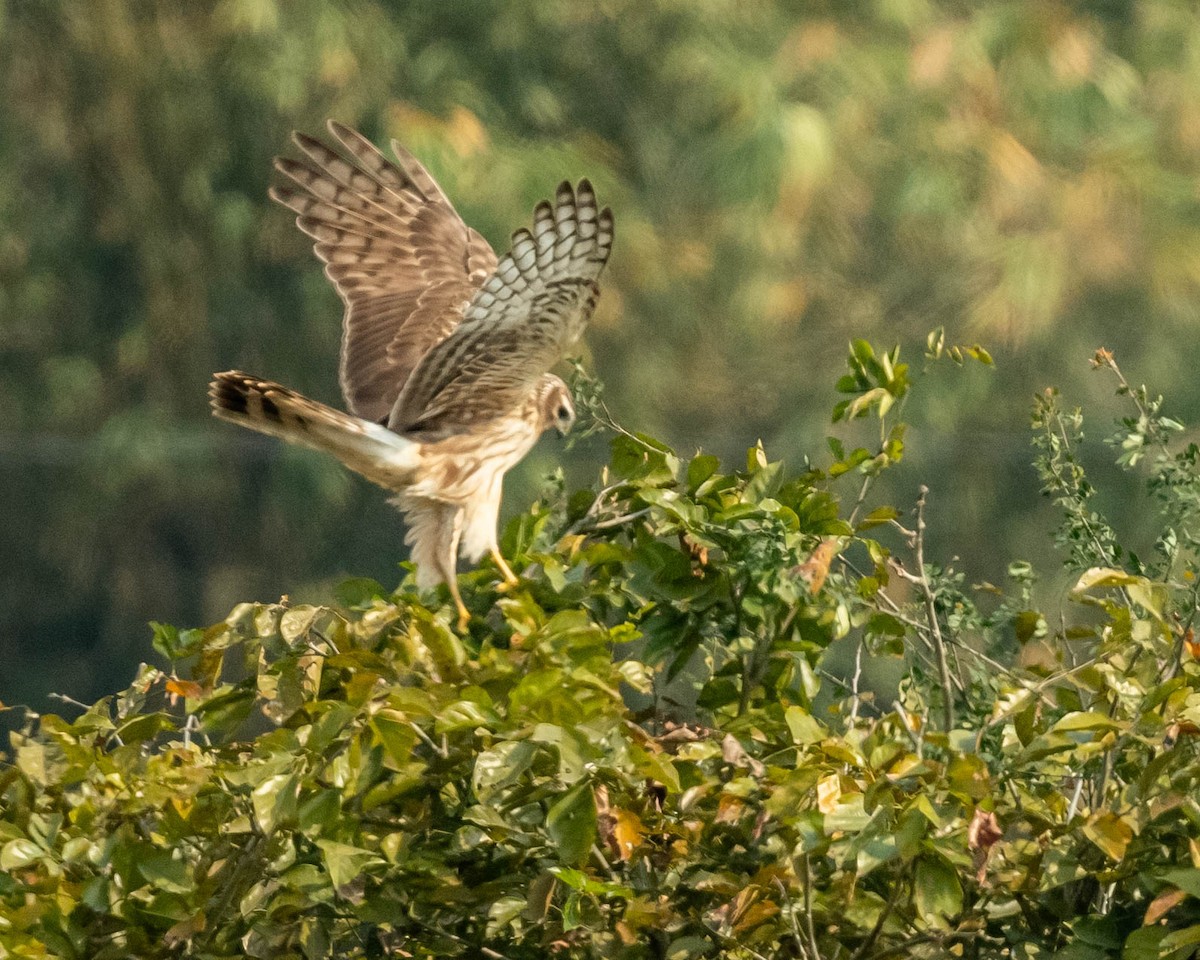 Саарал хулд - ML631304282