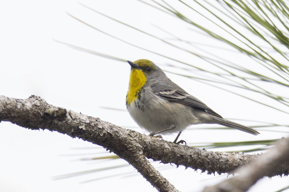 olivenkroneparula - ML631304304