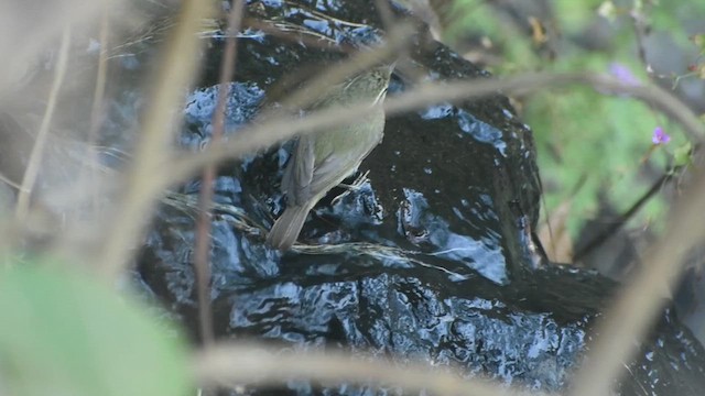 Tytler's Leaf Warbler - ML631304572