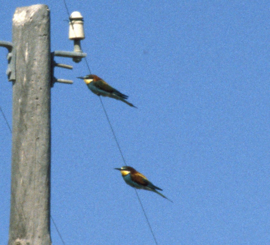 European Bee-eater - ML631304627