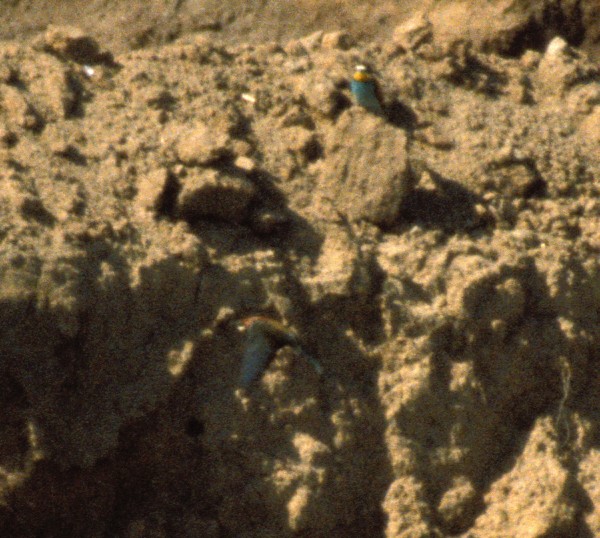 European Bee-eater - ML631304641