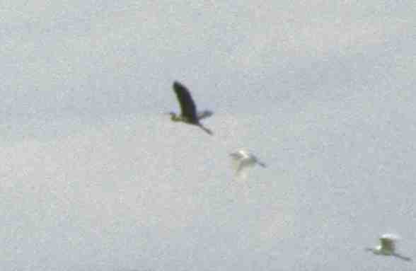 Purple Heron - ML631304645