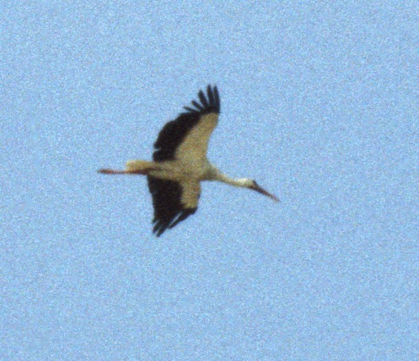 White Stork - ML631304659