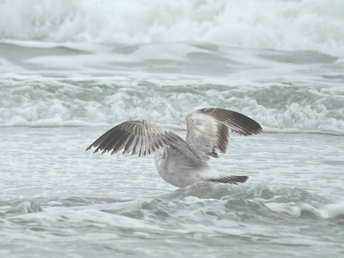 Ring-billed Gull - ML631304820