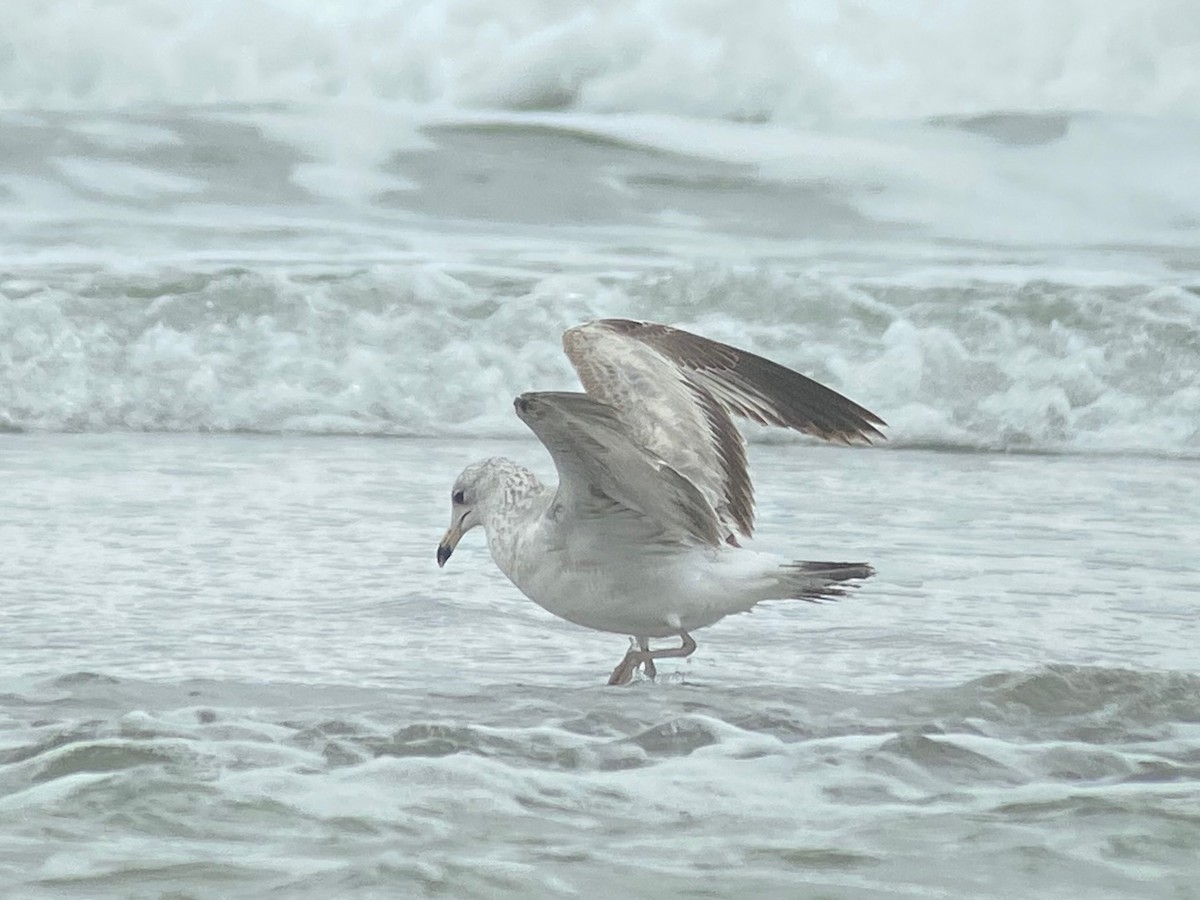 Ring-billed Gull - ML631304821