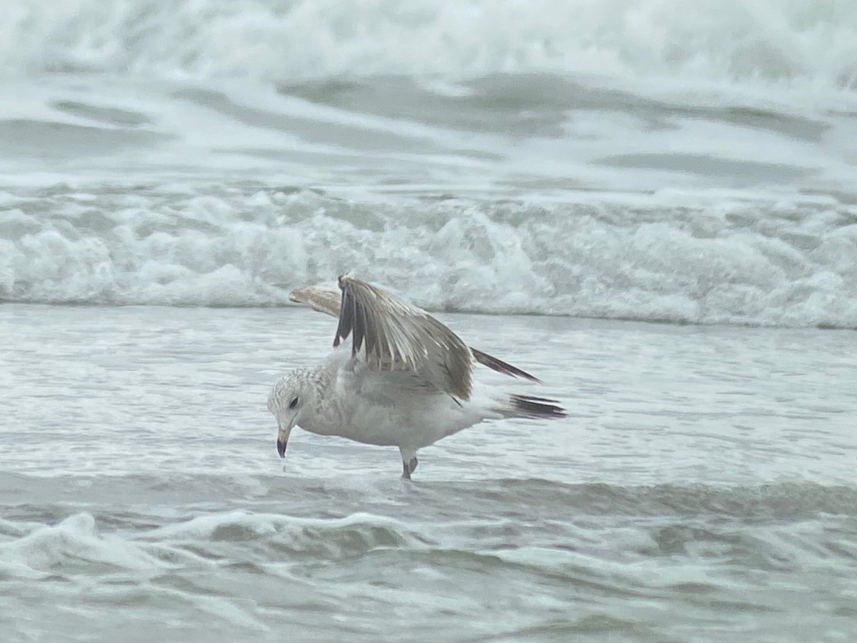 Ring-billed Gull - ML631304822