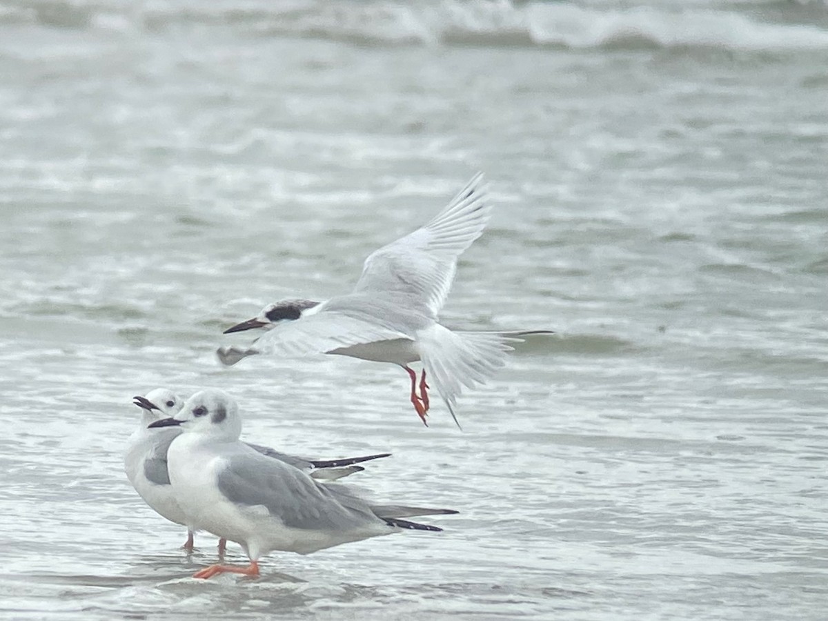 Forster's Tern - ML631304827