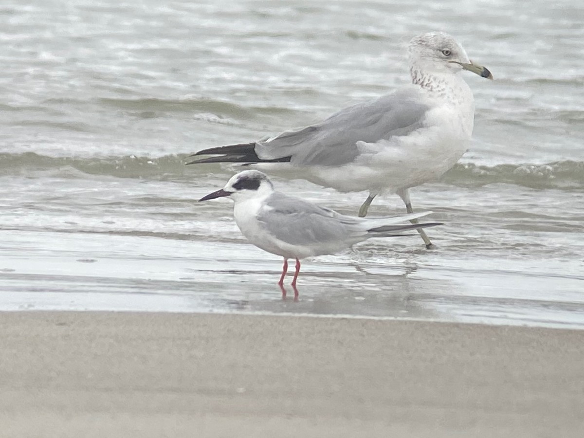 Forster's Tern - ML631304828