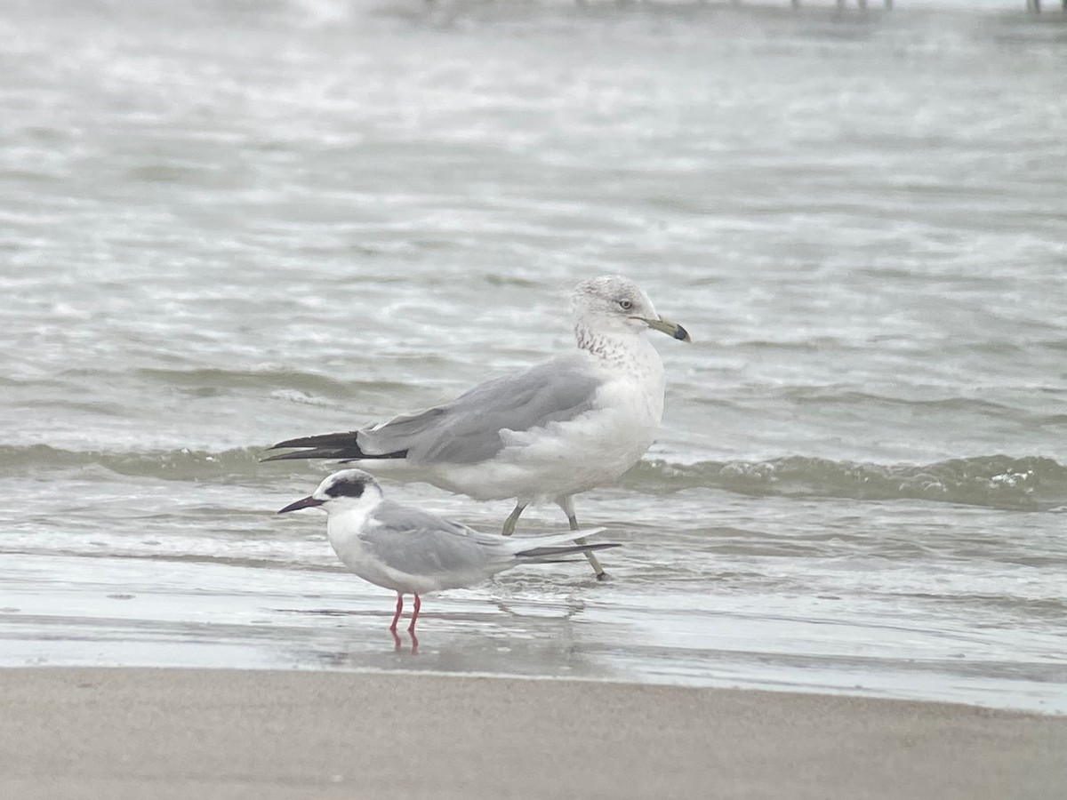 Ring-billed Gull - ML631304838