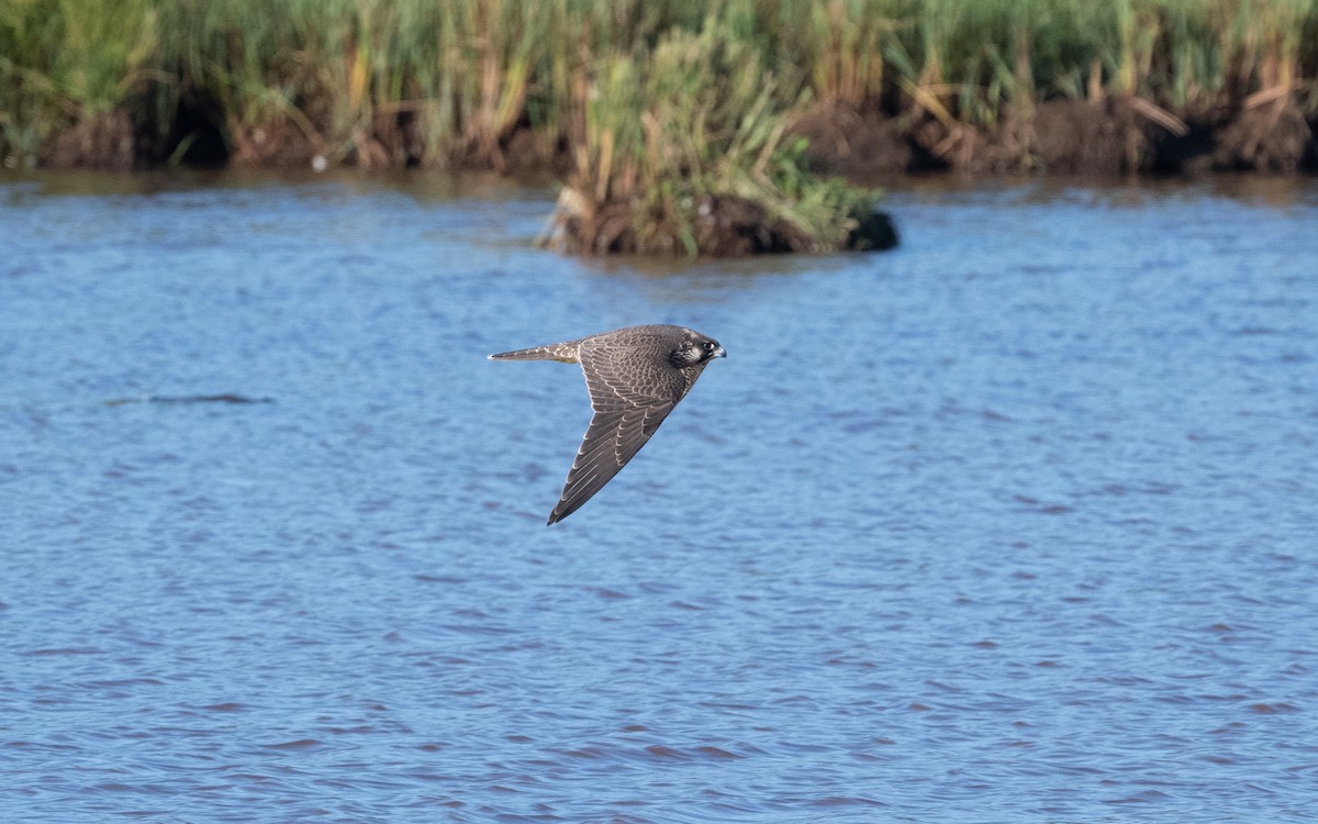 Peregrine Falcon - ML631305007