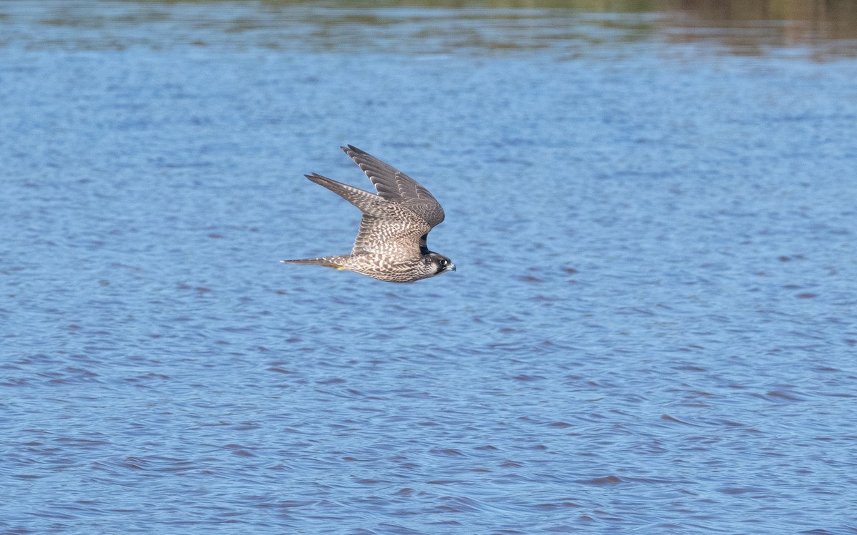 Peregrine Falcon - ML631305008