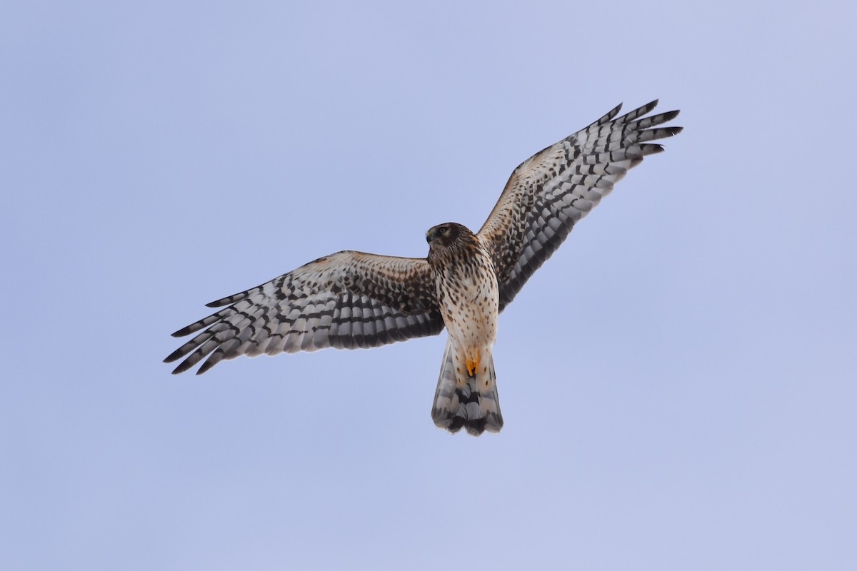 Northern Harrier - ML631305053