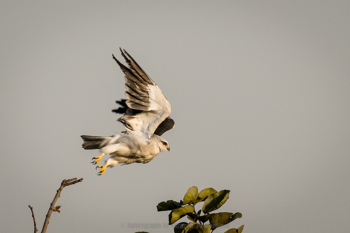 Black-winged Kite - ML631305319