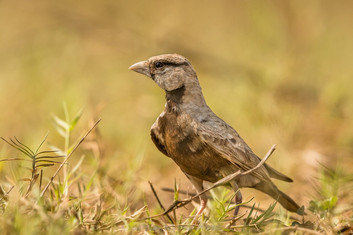 Ashy-crowned Sparrow-Lark - ML631305322