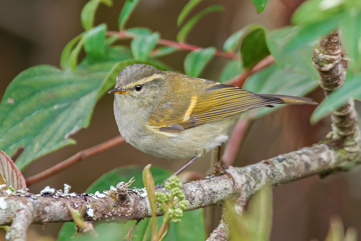 Mosquitero Elegante - ML631305582