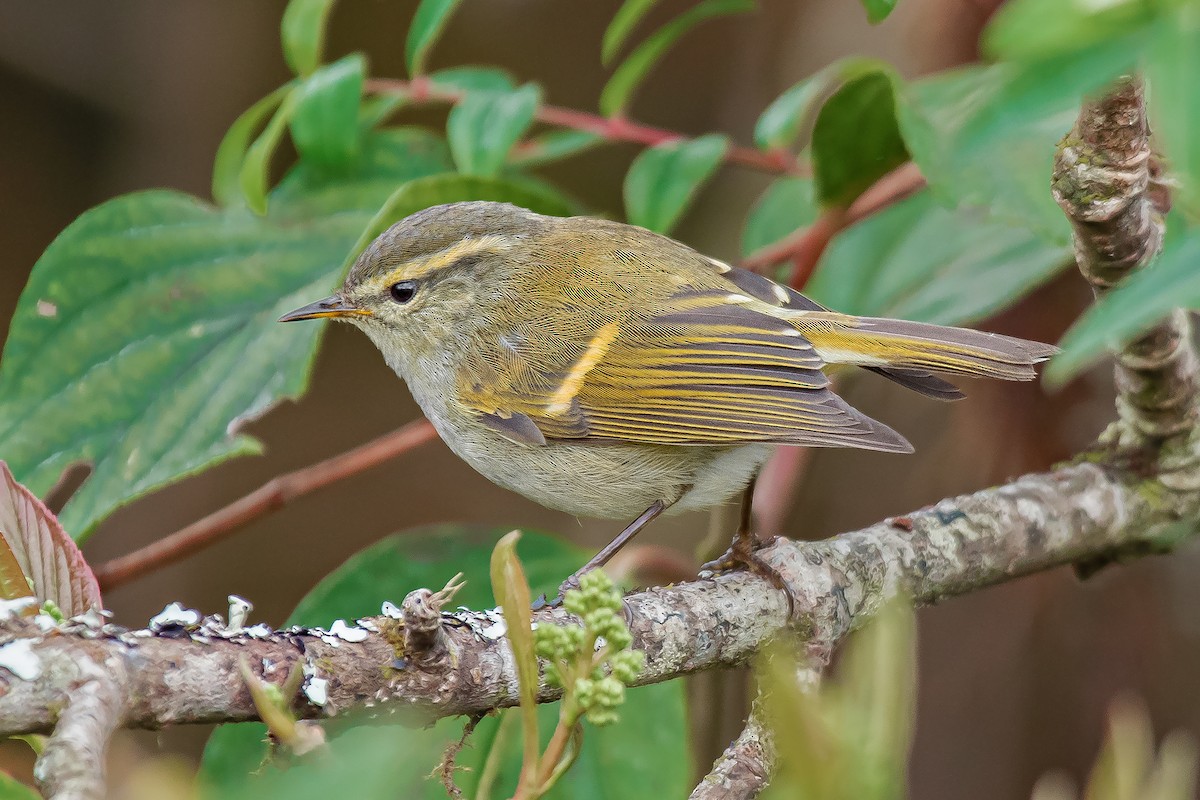 Mosquitero Elegante - ML631305590