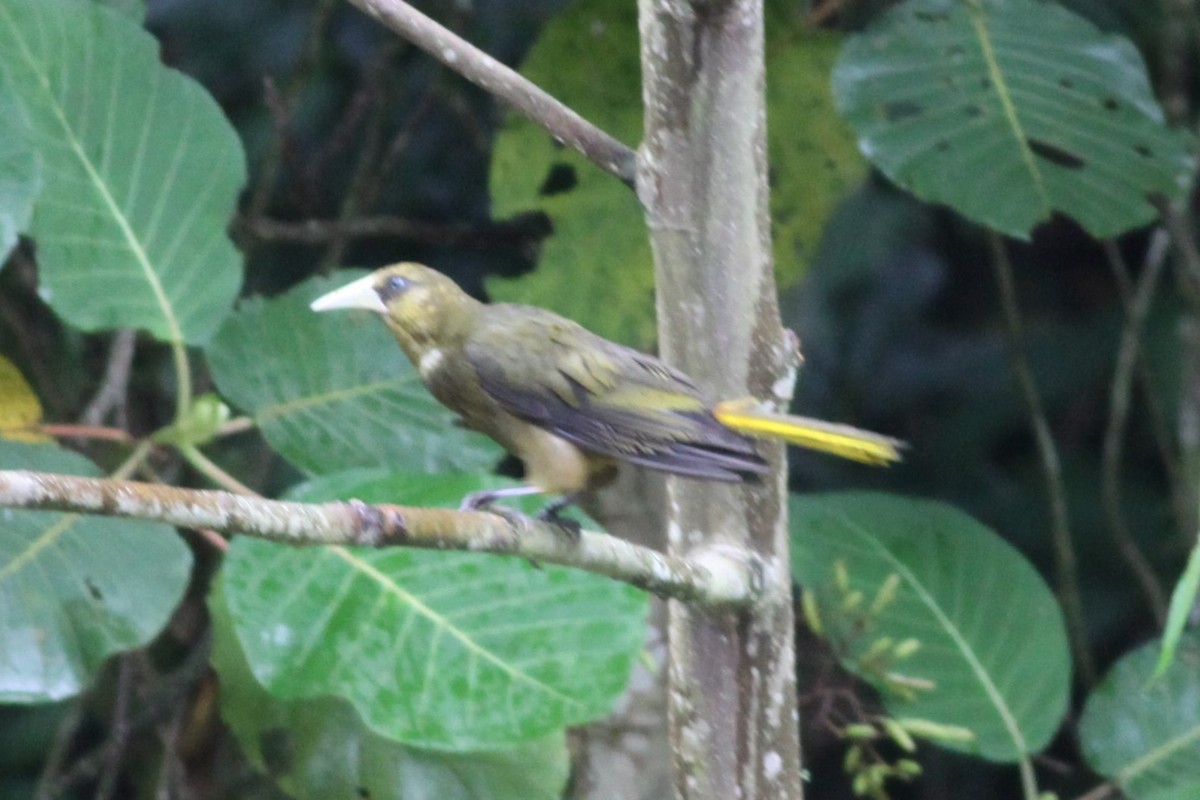 Dusky-green Oropendola - ML631305615