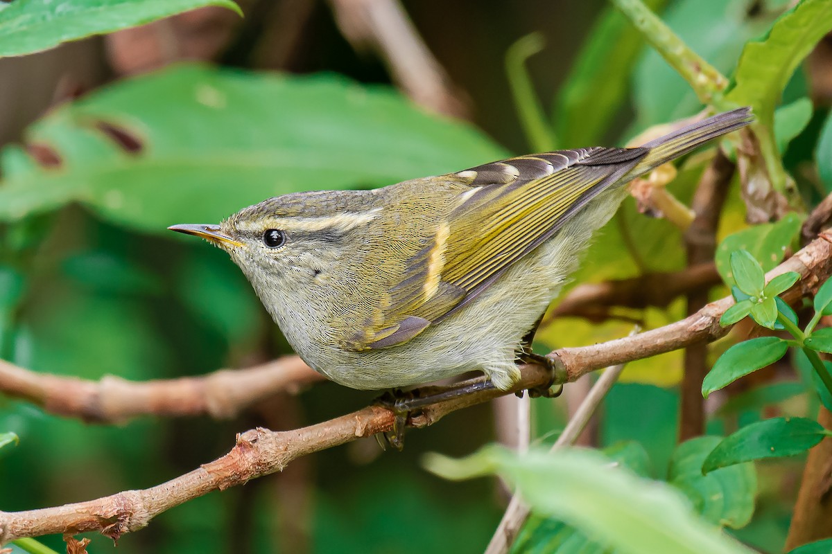 Mosquitero Elegante - ML631305658