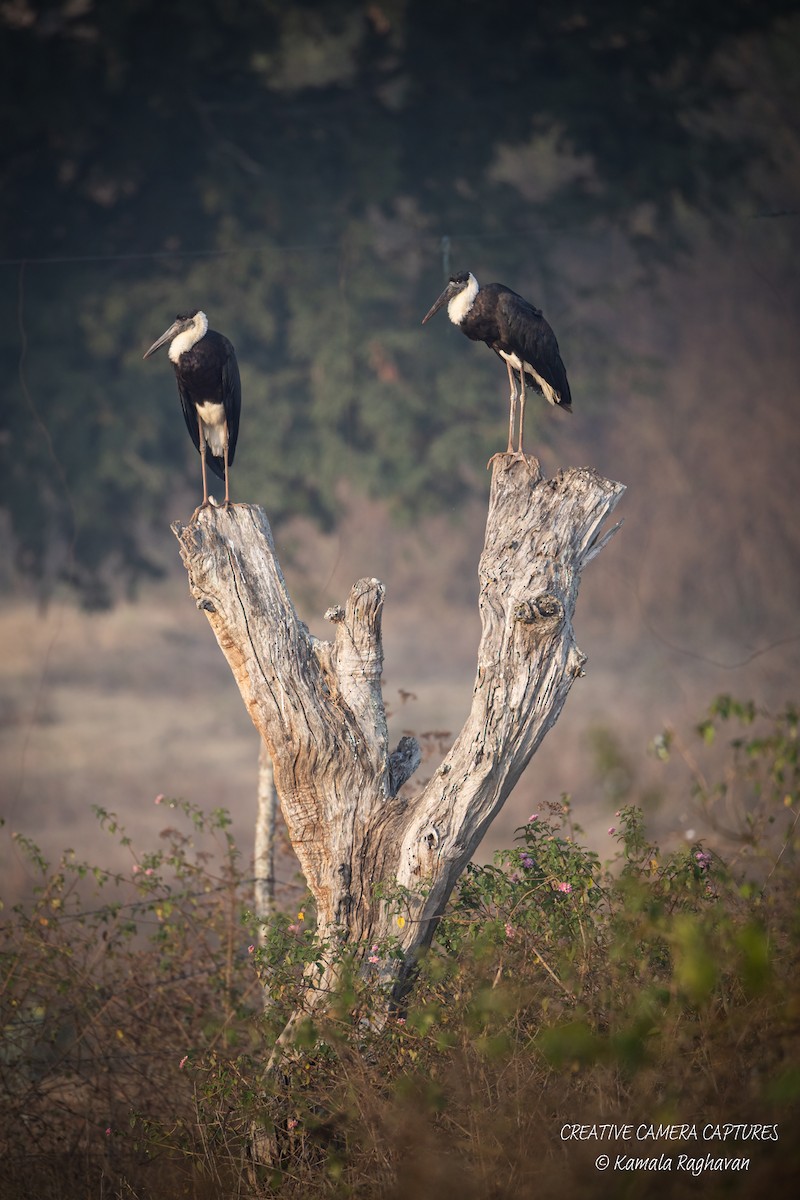 Asian Woolly-necked Stork - ML631305752