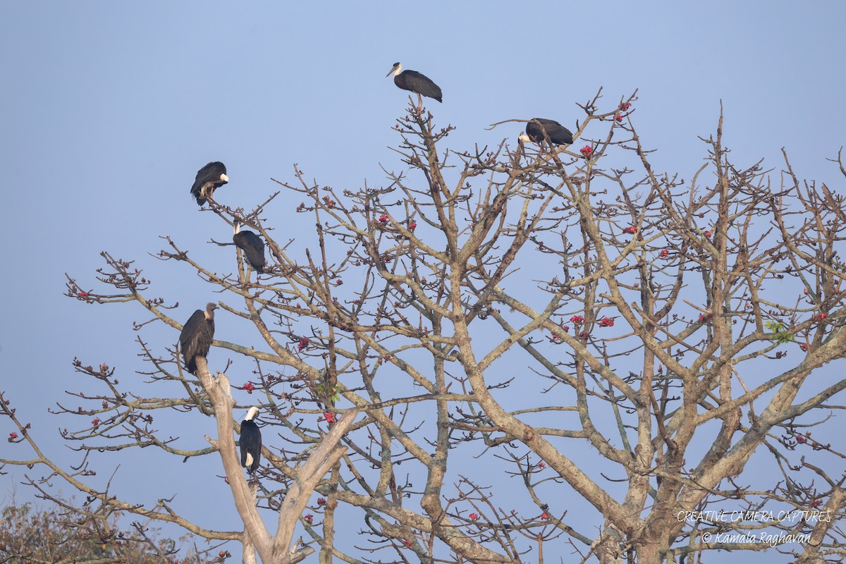 Asian Woolly-necked Stork - ML631305761