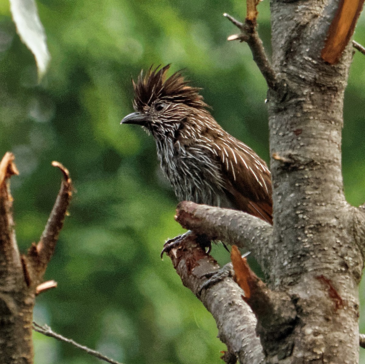 Striated Laughingthrush - ML63130581