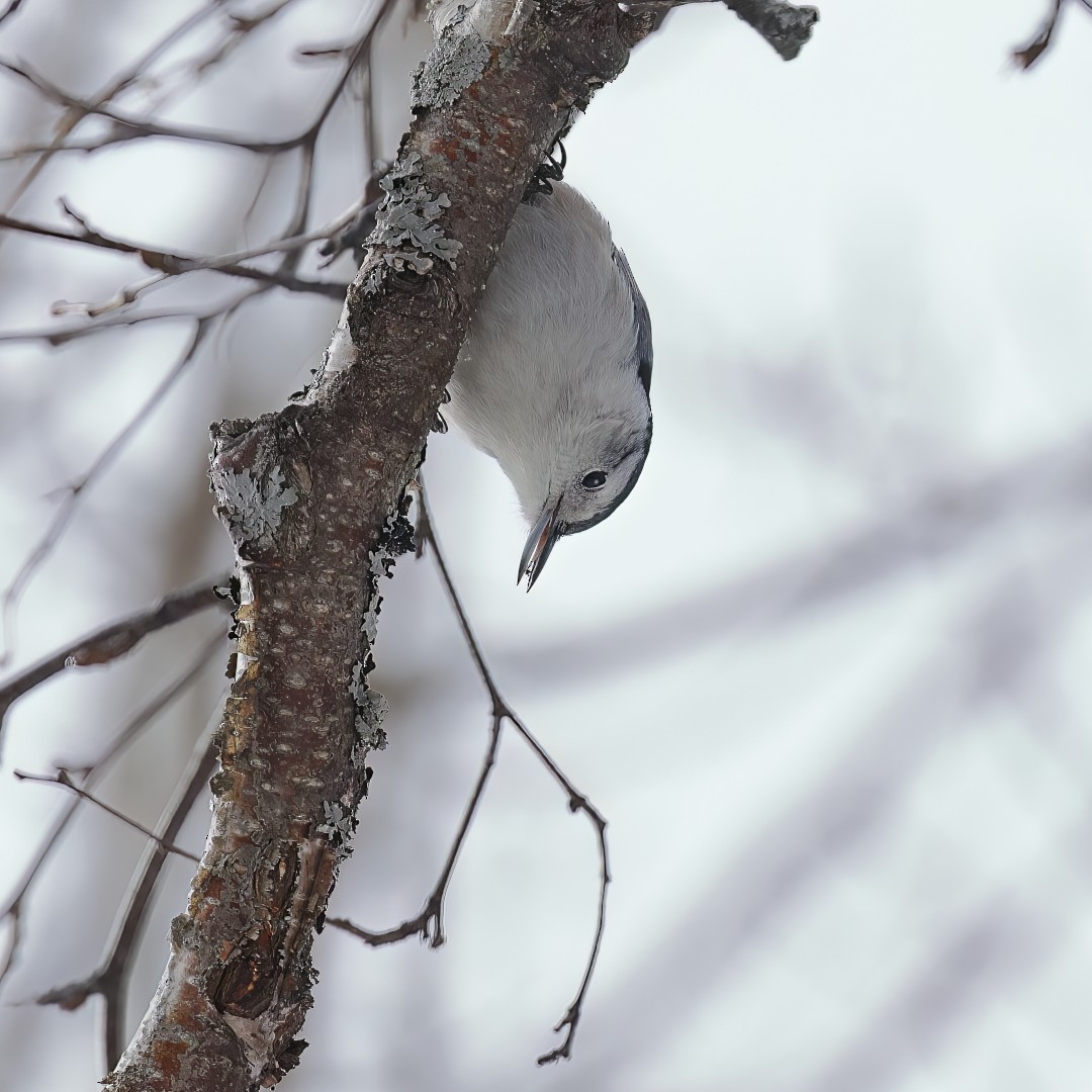 White-breasted Nuthatch - ML631305851