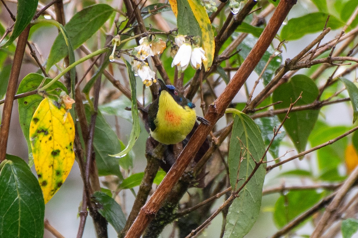 Metallic-winged Sunbird (Luzon) - ML631305943