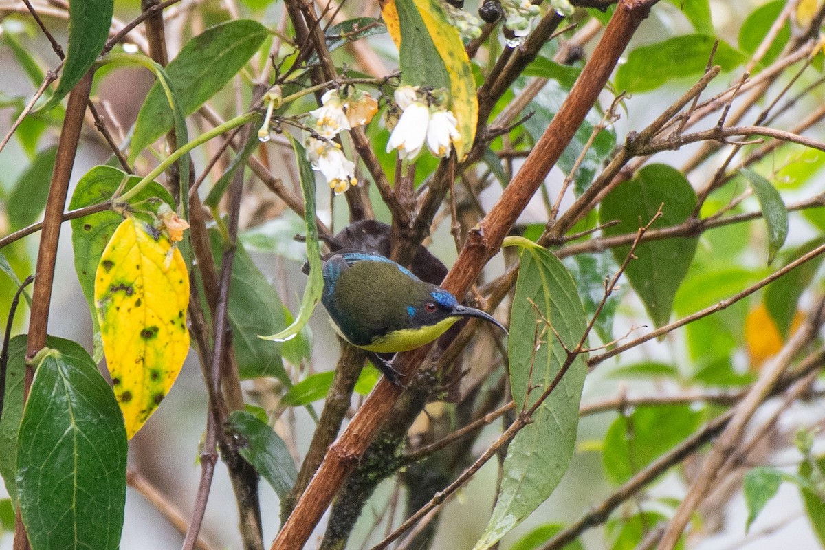 Metallic-winged Sunbird (Luzon) - ML631305944