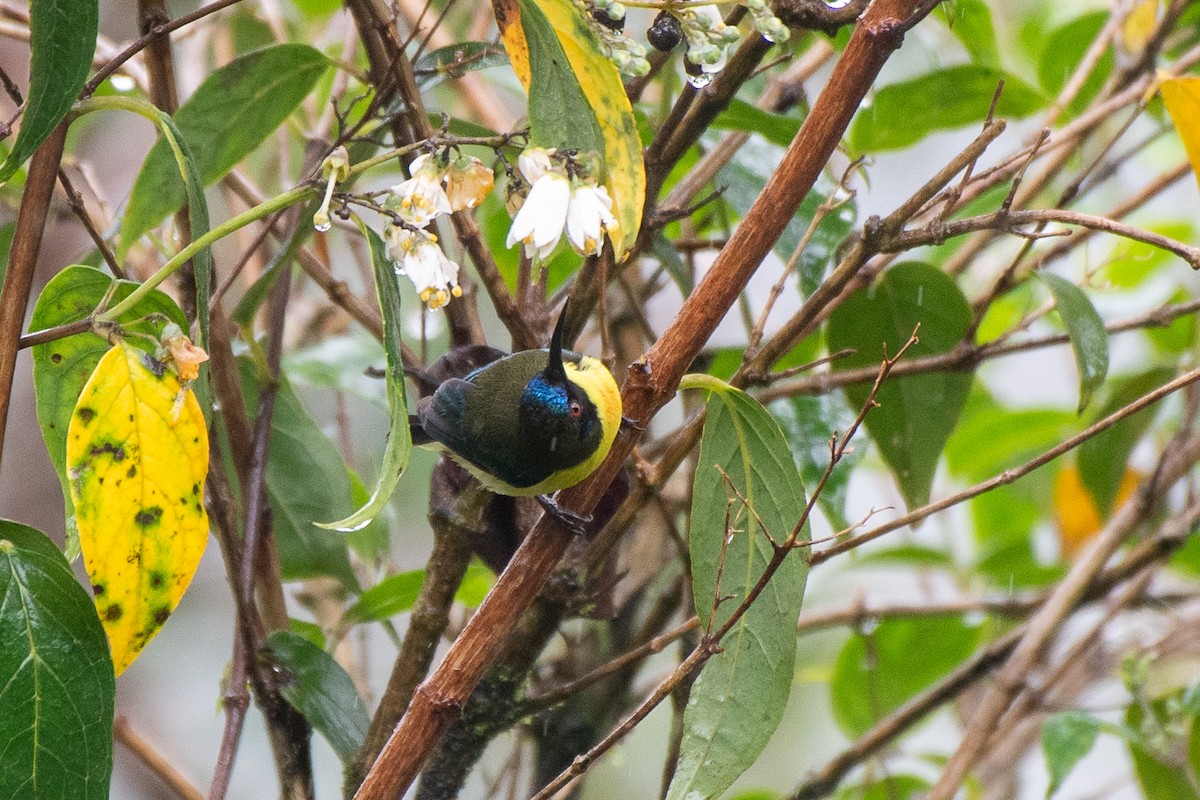Metallic-winged Sunbird (Luzon) - ML631305945