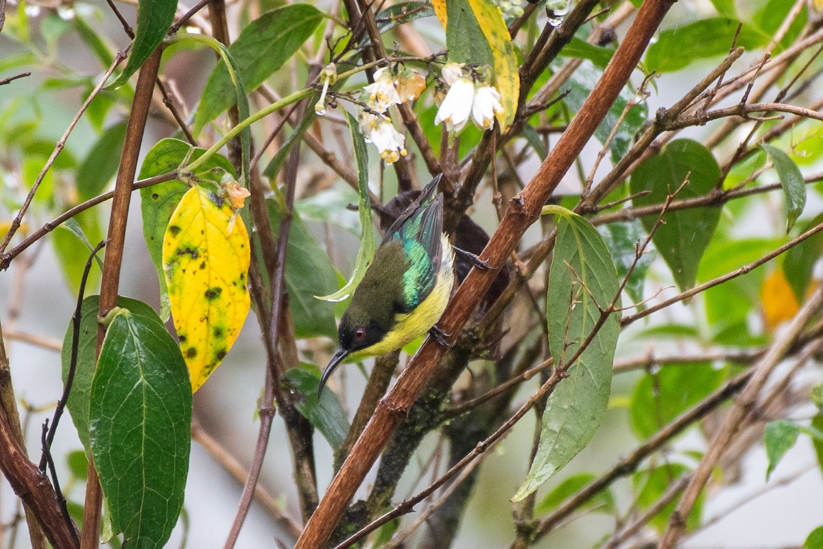Metallic-winged Sunbird (Luzon) - ML631305946