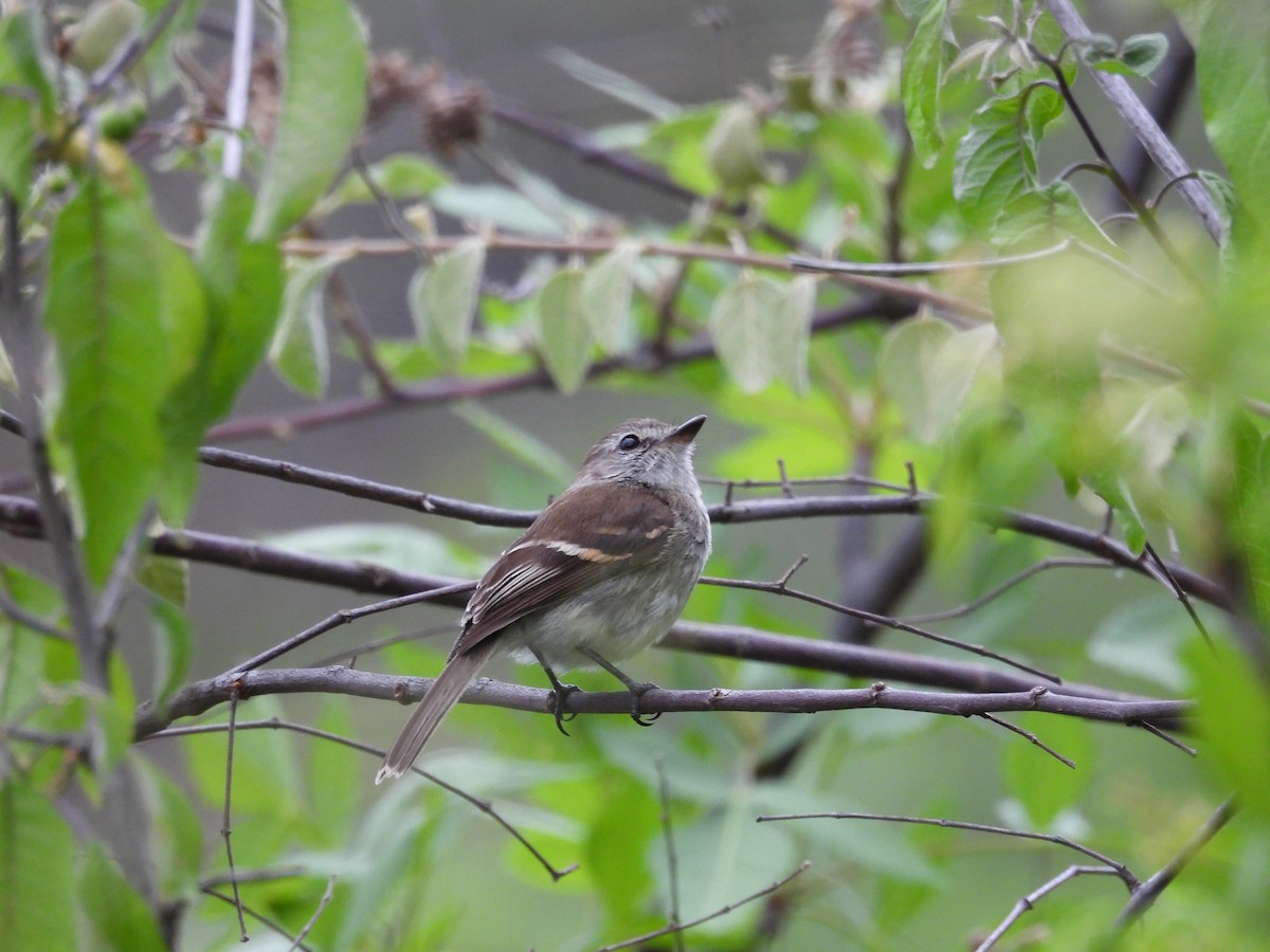 Tumbesian Tyrannulet - ML631305956