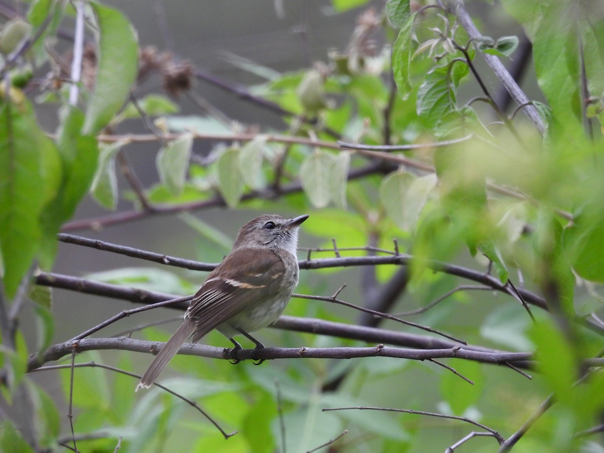 Tumbesian Tyrannulet - ML631305957