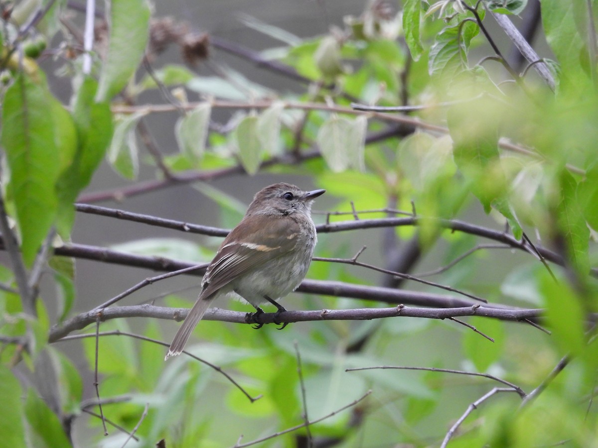 Tumbesian Tyrannulet - ML631305958