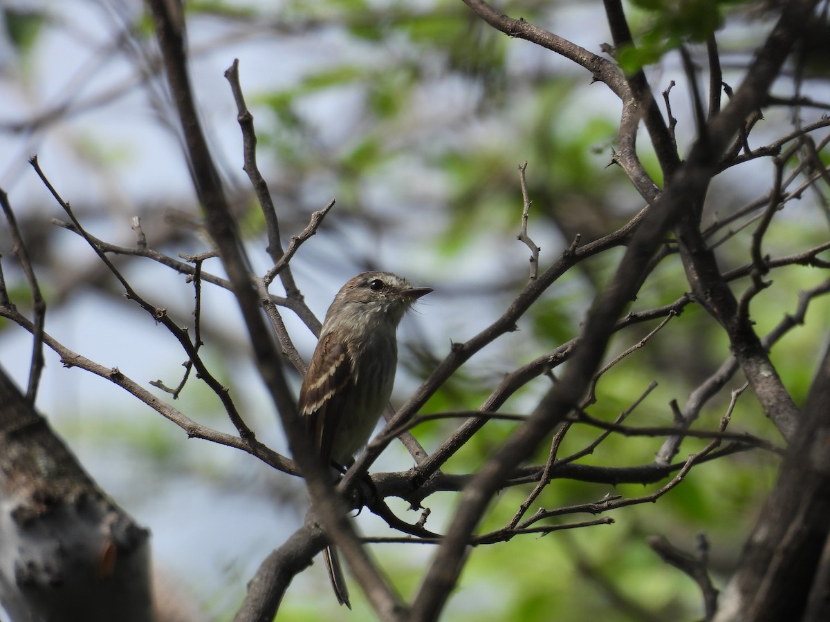 Tumbesian Tyrannulet - ML631306033