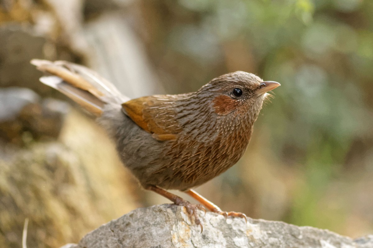 Streaked Laughingthrush - Able Lawrence
