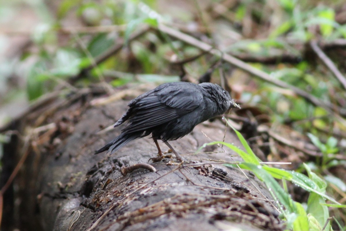 Slaty Finch - ML631306354