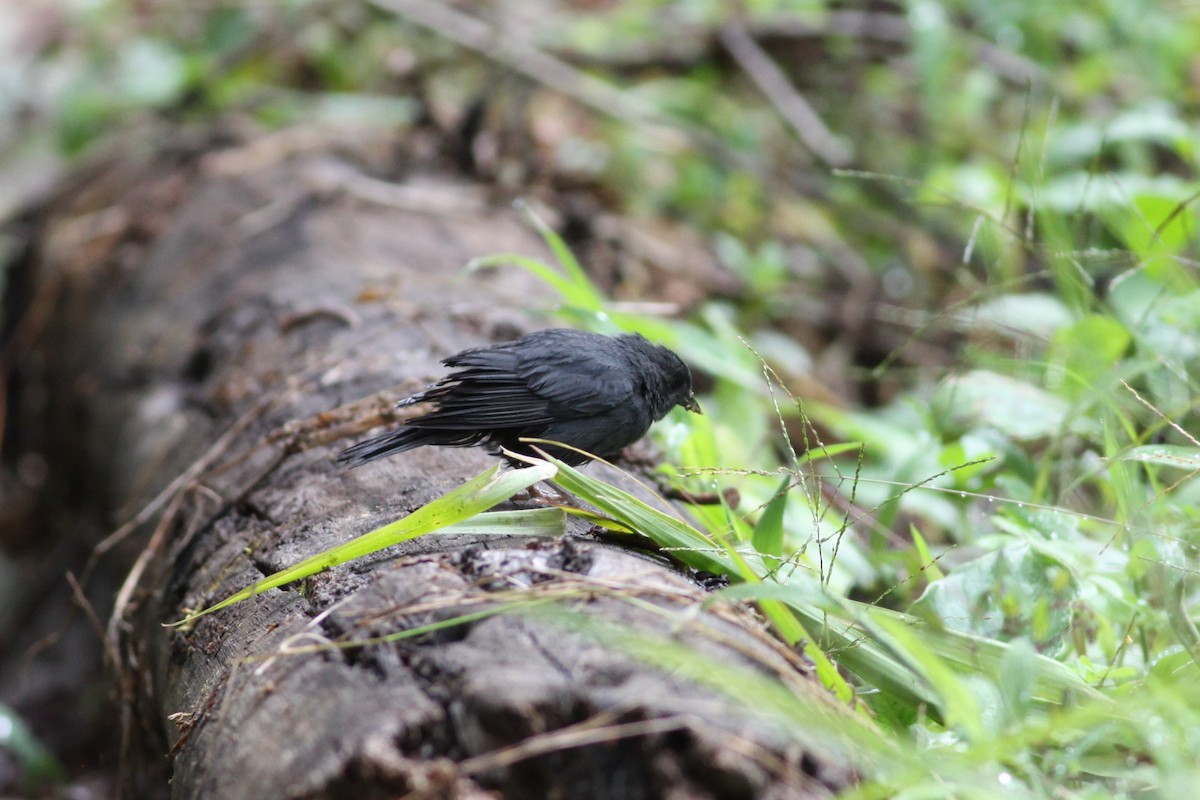 Slaty Finch - ML631306355
