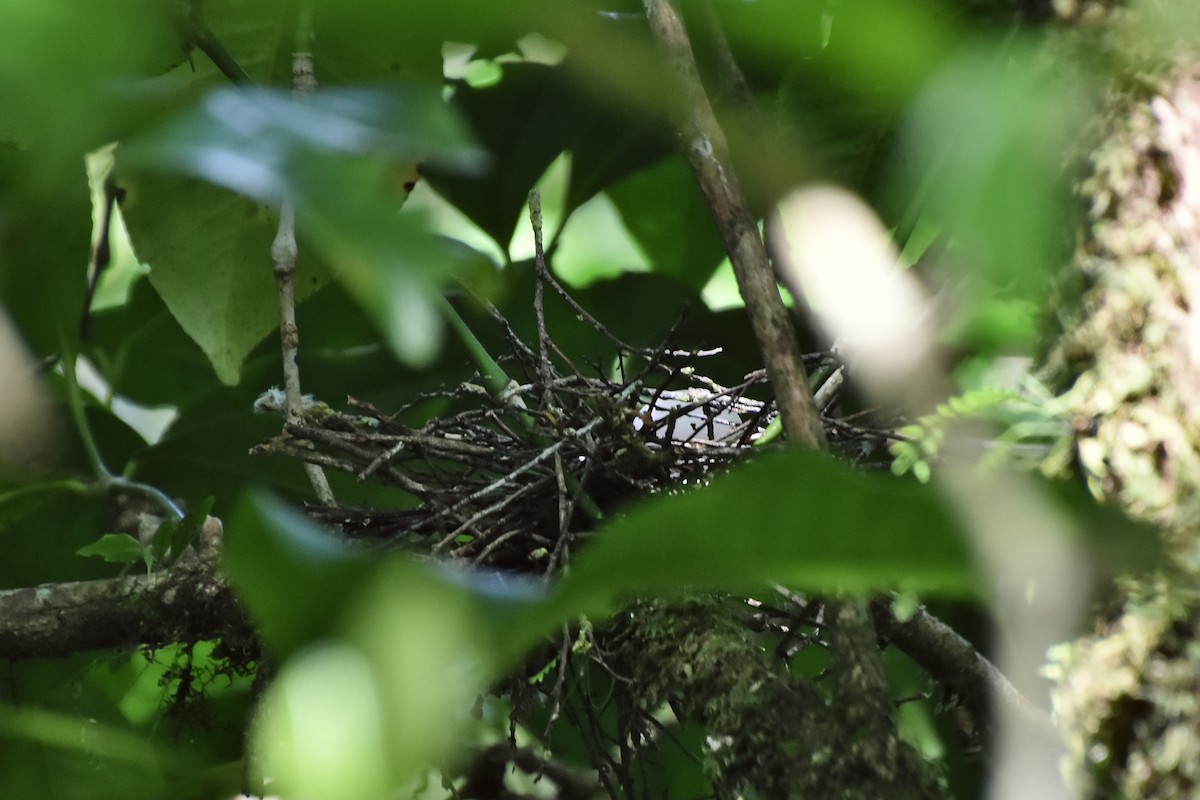 Yellow-bibbed Fruit-Dove - ML631306361