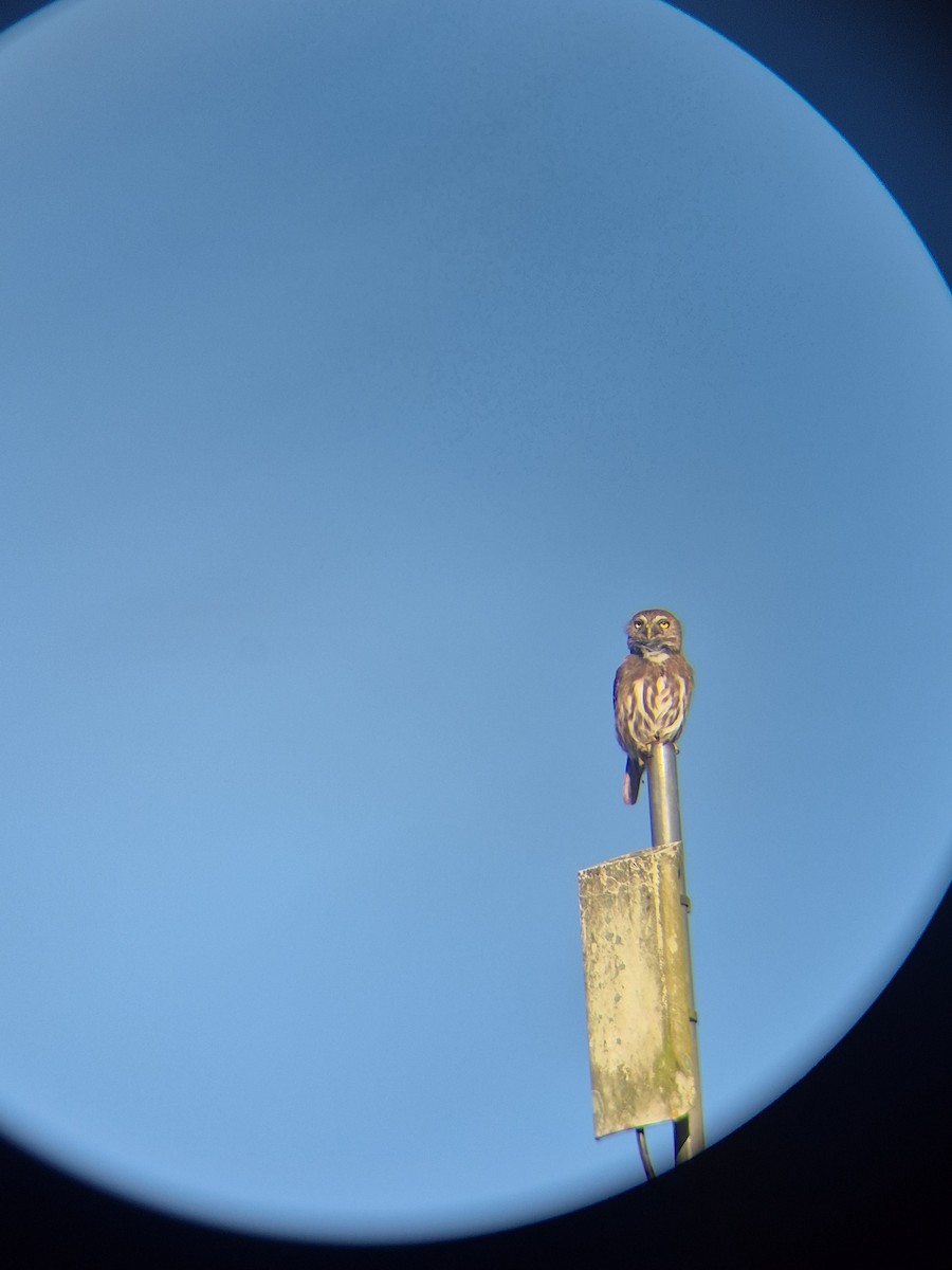 Ferruginous Pygmy-Owl - ML631306415