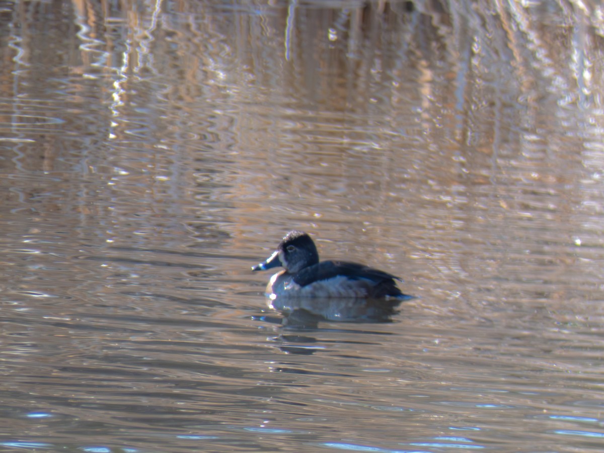 Ring-necked Duck - ML631306432