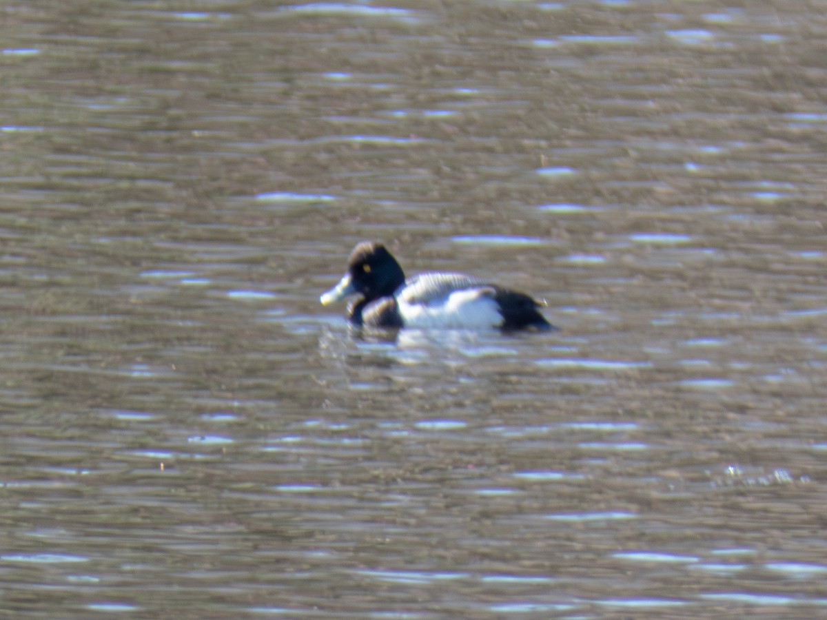 Lesser Scaup - ML631306438