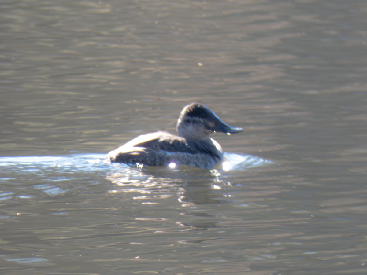 Ruddy Duck - ML631306440