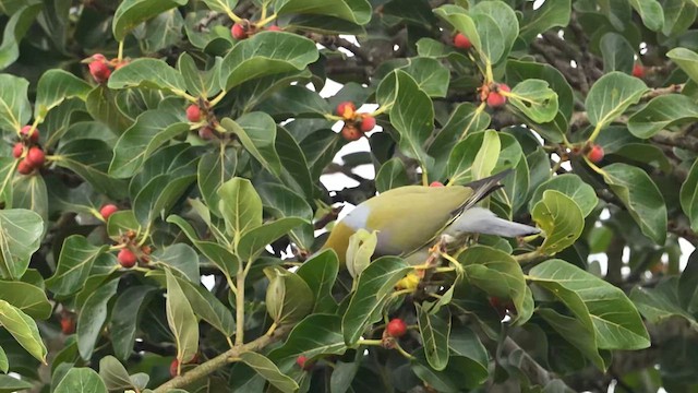 Yellow-footed Green-Pigeon - ML631306743